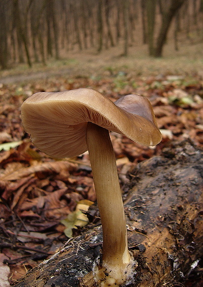 štítovka jelenia Pluteus cervinus (Schaeff.) P. Kumm.