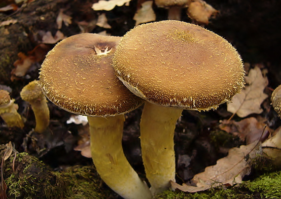 podpňovka žltá Armillaria gallica Marxm. & Romagn.