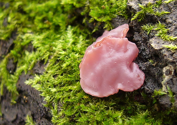 vrtidlovka mäsitá Ascocoryne sarcoides (Jacq.) J.W. Groves & D.E. Wilson