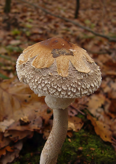 bedľa Macrolepiota sp.