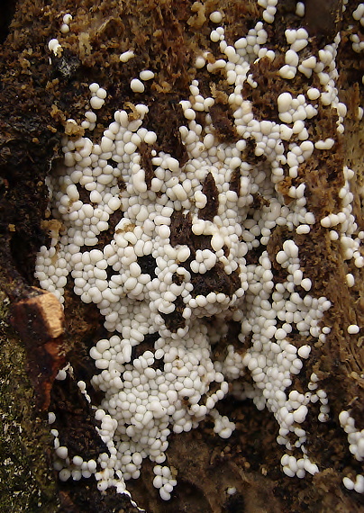 mištička popolavá Arcyria cinerea (Bull.) Pers.