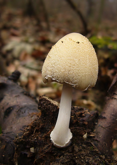 hnojník okrový Coprinellus domesticus (Bolton) Vilgalys, Hopple & Jacq. Johnson