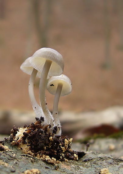 prilbička hnedosivá Mycena tintinnabulum (Paulet) Quél.