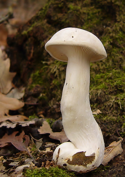 strmuľka inovaťová Clitocybe nebularis (Batsch) P. Kumm.