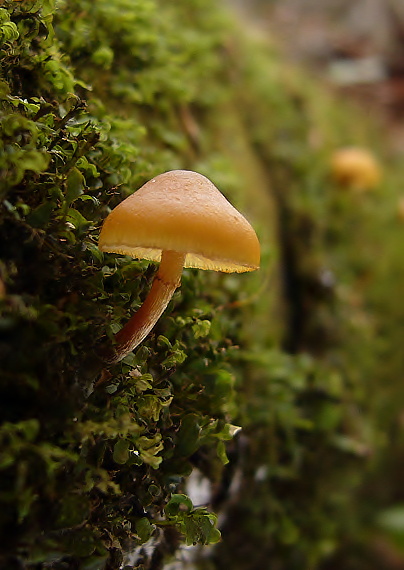 kapucňovka okrovohnedastá Galerina marginata (Batsch) Kühner