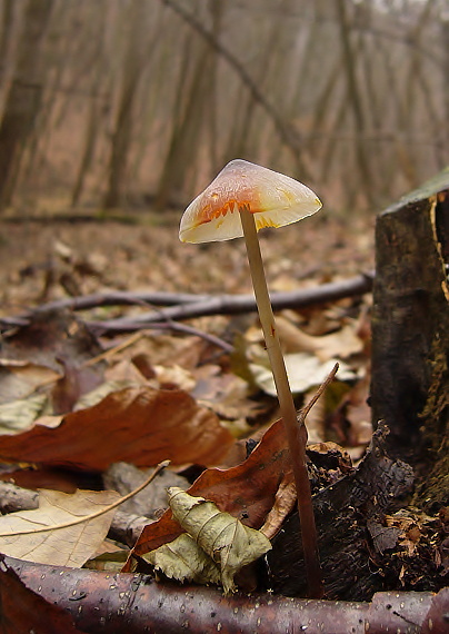 prilbička šafranová Mycena crocata (Schrad.) P. Kumm.