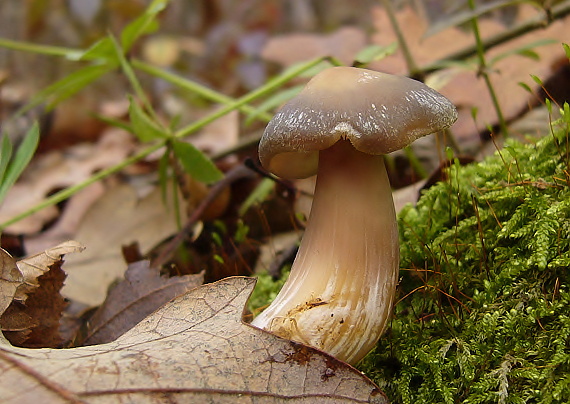 peniazovka maslová Rhodocollybia butyracea (Bull.) Lennox