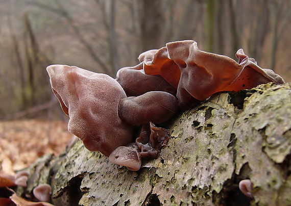 uchovec bazový Auricularia auricula-judae (Bull.) Quél.