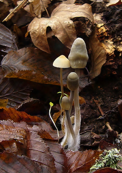 prilbička Mycena sp.