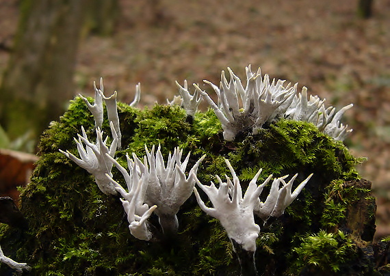 drevnatec parohatý Xylaria hypoxylon (L.) Grev.