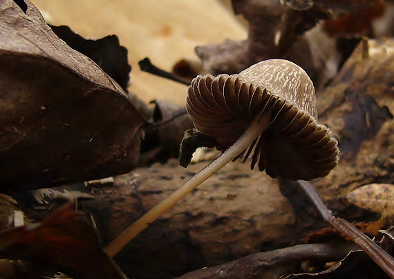 zvonovec Panaeolus sp.