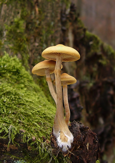 kapucňovka okrovohnedastá Galerina marginata (Batsch) Kühner