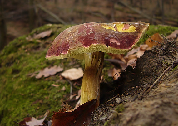 suchohríbnik zamatový Xerocomellus pruinatus (Fr. & Hök) Šutara