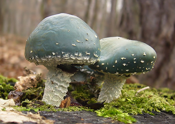 golierovka zelenomodrá Stropharia caerulea Kreisel