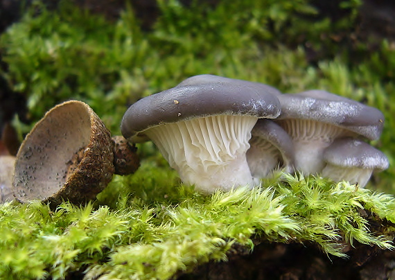 hliva ustricovitá Pleurotus ostreatus (Jacq.) P. Kumm.