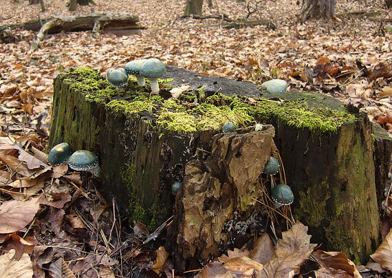 golierovka zelenomodrá Stropharia caerulea Kreisel