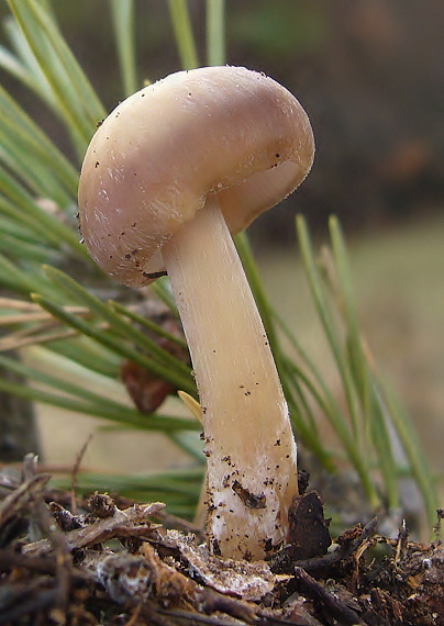 peniazovka maslová Rhodocollybia butyracea (Bull.) Lennox