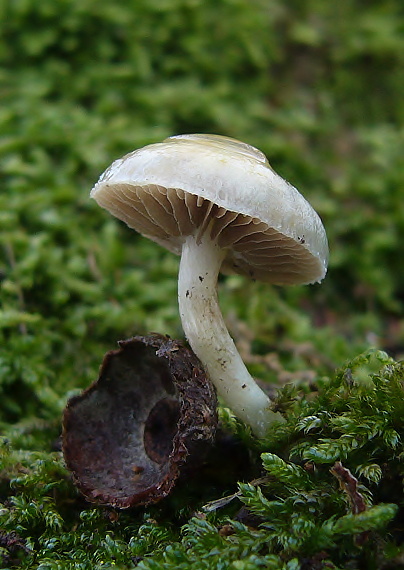 golierovka ovenčená Stropharia coronilla (Bull.) Quél.