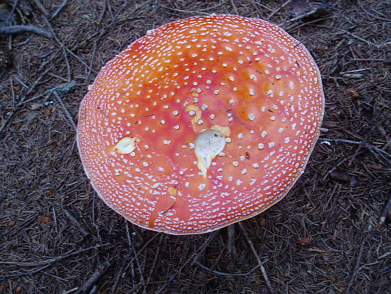 muchotrávka červená Amanita muscaria (L.) Lam.