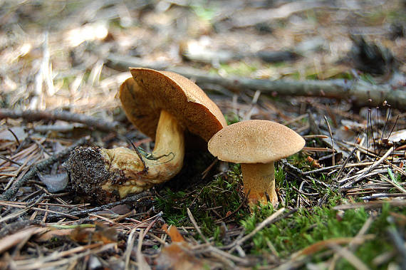 masliak strakatý Suillus variegatus (Sw.) Kuntze