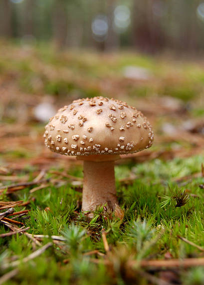 muchotrávka červenkastá Amanita rubescens Pers.