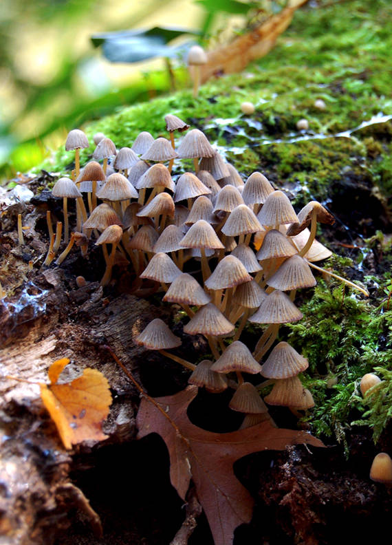 hnojník rozsiaty Coprinellus disseminatus (Pers.) J.E. Lange