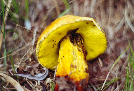 hríb Boletus sp.