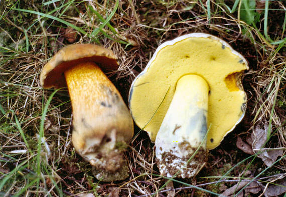 hríb horký? Boletus radicans ?