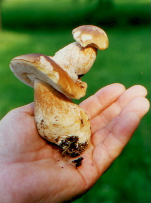 hríb dubový boletus reticulatus Schaeff.