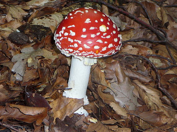 muchotrávka červená Amanita muscaria (L.) Lam.