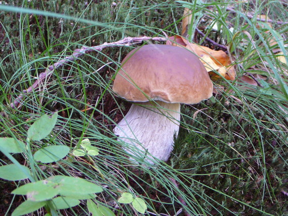 hríb smrekový Boletus edulis Bull.