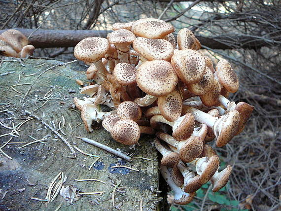 podpňovka armillaria sp.