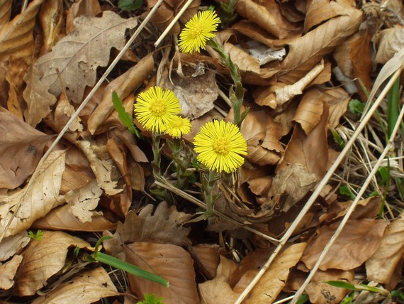 podbeľ liečivy Tussilago farfara L.