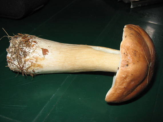 hrib Smrekovy Boletus edulis Bull.