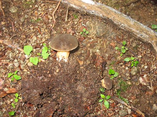 hrib Bronzovy Boletus sp.