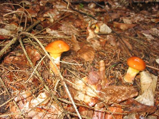 masliak smrekovcový Suillus grevillei (Klotzsch) Singer