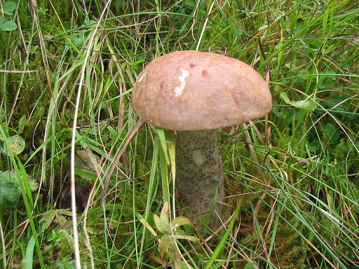 kozák brezový Leccinum scabrum (Bull.) Gray