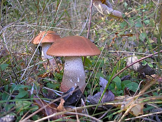 kozák dubový Leccinum aurantiacum (Bull.) Gray