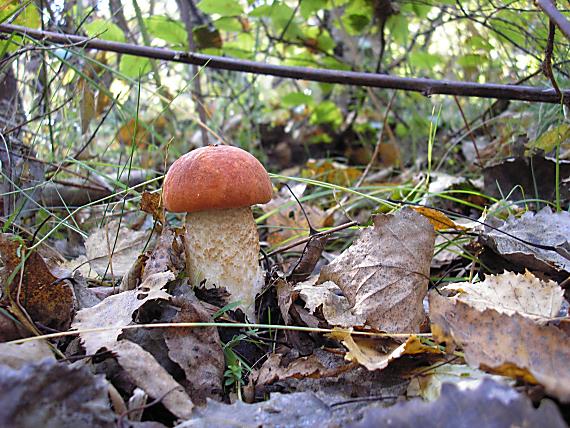 kozák dubový Leccinum aurantiacum (Bull.) Gray