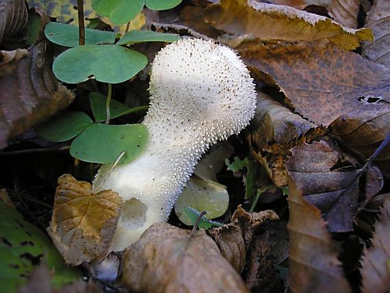 prášnica bradavičnatá Lycoperdon perlatum Pers.