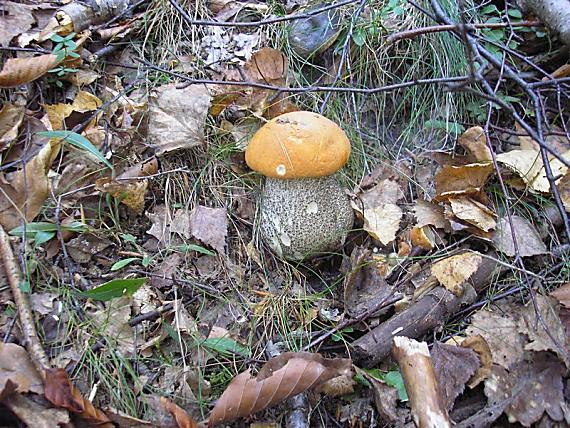 kozák žltooranžový Leccinum versipelle (Fr. & Hök) Snell