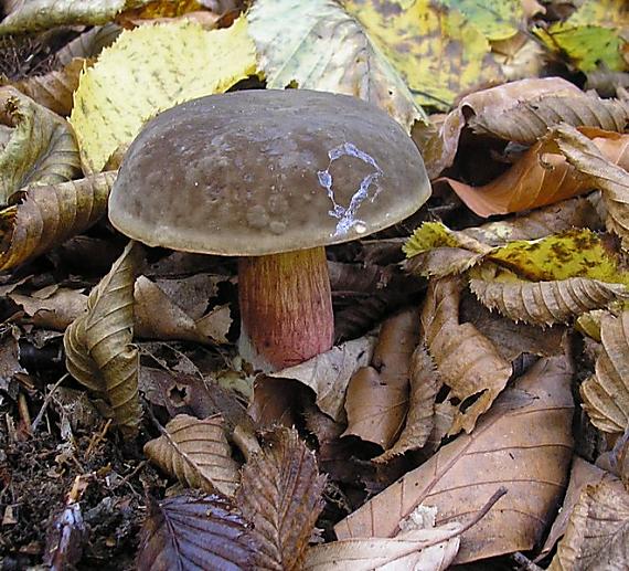 suchohríb žltomäsový Xerocomellus chrysenteron (Bull.) Šutara