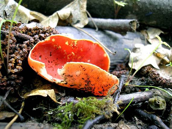 ohnivec šarlátový Sarcoscypha coccinea (Gray) Boud.