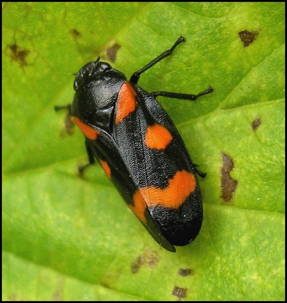 peniarka nížinná Cercopis sanguinolenta