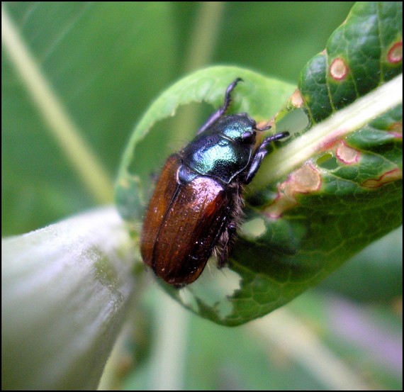 chrústovec záhradný Ptyllopertha horticola