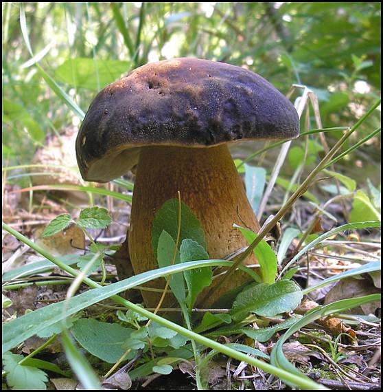 hríb bronzový Boletus aereus Bull. ex Fr.