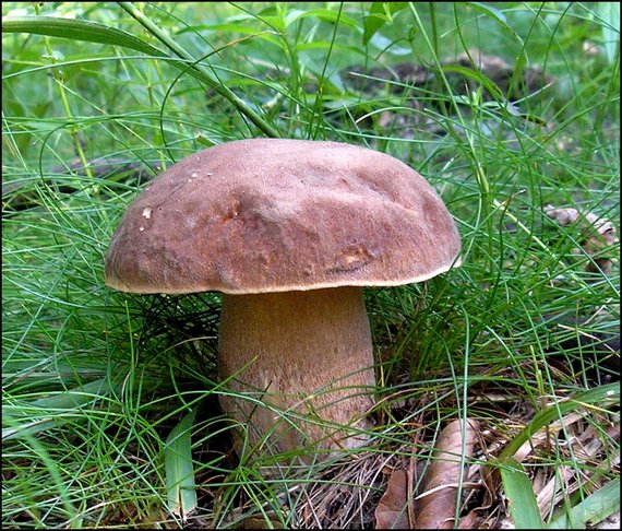 hríb dubový Boletus reticulatus Schaeff.