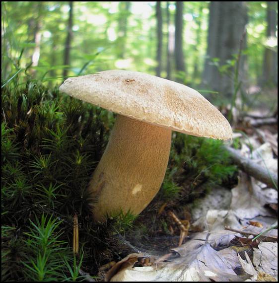 hríb dubový Boletus reticulatus Schaeff.