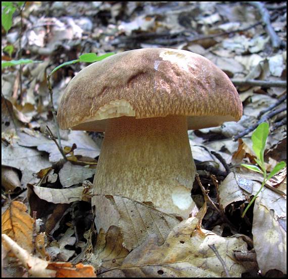 hríb dubový Boletus reticulatus Schaeff.