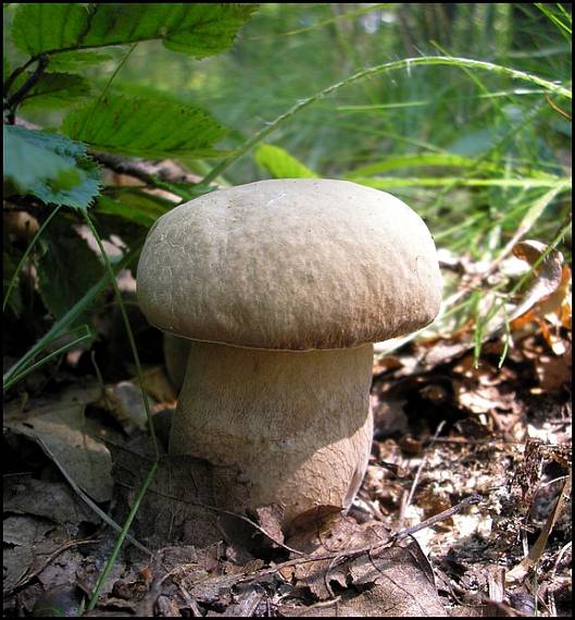 hríb dubový Boletus reticulatus Schaeff.